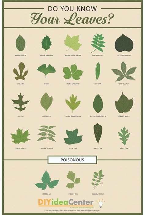 Leaf Identification Chart Infographic Leaf Identification Tree