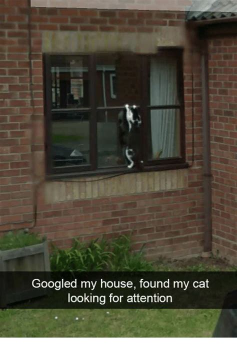 Jul 30, 2020 · 2 min read. Googled My House Found My Cat Looking for Attention | My ...