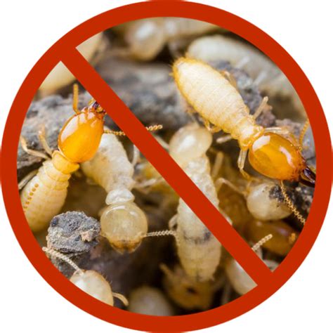 Termite Total Pest Control Termite Total Pest Control