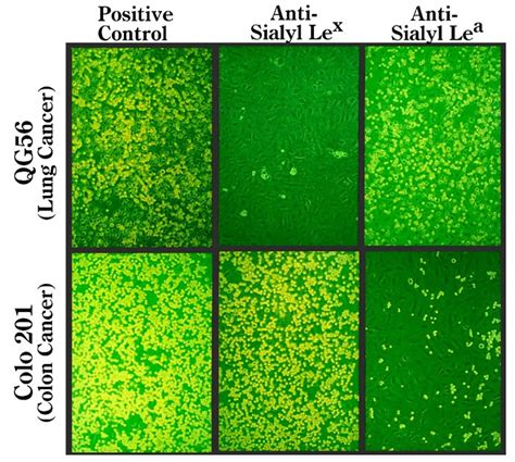 Figure 1 Nonstatic Monolayer Cell Adhesion Assay Glycoscience