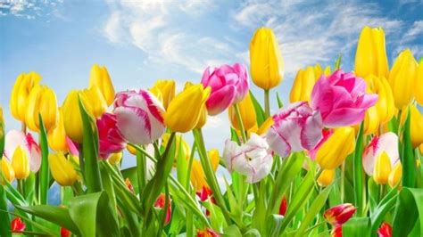 Loài hoa tulip còn có tên gọi khác là hoa tuylip, uất kim cương. Kinh nghiệm đi du lịch mùa lễ hội hoa tulip Hà Lan 2019 từ ...