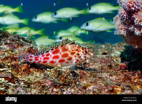 Coral Hawkfish Cirrhitichthys Oxycephalus Stock Photo Alamy