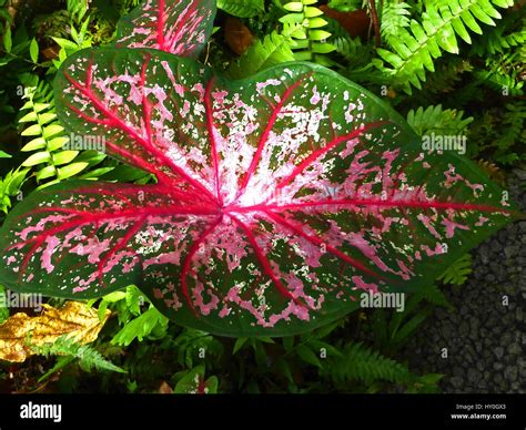 Red White And Green On The Leaf Of The Elephant Ear Plant Caladium