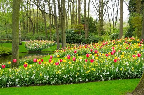 Beautiful Spring Flowers Near Pond In Keukenhof Park In Netherlands