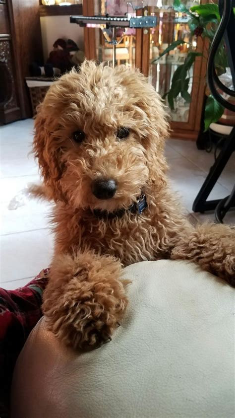 The goldendoodle teddy bear cut: 35 best Goldendoodle Haircuts images on Pinterest ...