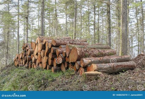 Pile Of Logs In The Forest Stock Photo Image Of Lumber Chop 144825070