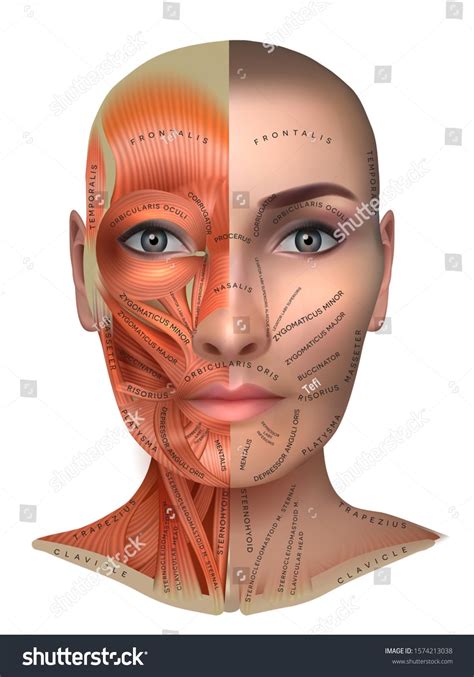 Muscles Anatomy Female Face Neck Stock Vector Royalty Free 1574213038