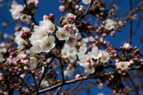 Officials Predict Peak Bloom For Dc Cherry Trees Wtop