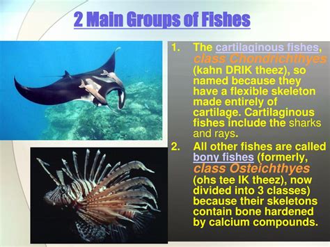 Ppt 252 Cartilaginous Fish Powerpoint Presentation Free Download