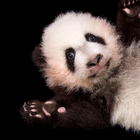 Learn Why These Much Loved Animals Are Endangered In Their Bamboo