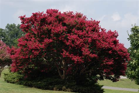 Flowering trees are a fun addition to any garden. Common Flowering Trees For Zone 9 - Choosing Trees That ...