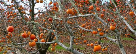 We did not find results for: Temperate Climate Permaculture: Permaculture Plants ...
