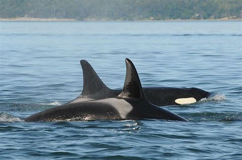 Pin On Southern Resident Killer Whales