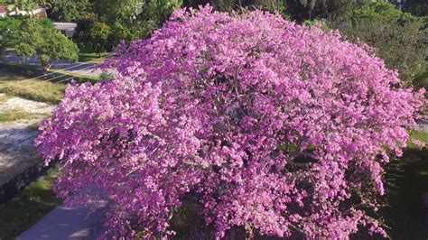 Maybe you would like to learn more about one of these? Miami Floss Silk Tree in Bloom! - YouTube