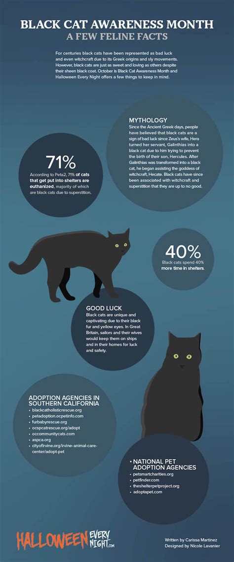 Black Cat Awareness Month A Few Feline Facts Halloween Every Night