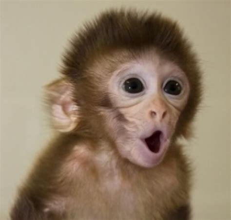 You can hire a specialized monkey trainer, although particular trainers use. Oooooh! lol | Capuchin monkey, Monkeys funny, Cute monkey