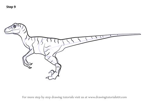 Learn How To Draw A Velociraptor Dinosaur Dinosaurs Step By Step