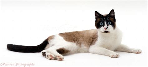 Seal Point Snowshoe Cat Photo Wp16632