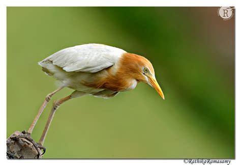 Rathika Ramasamys Wildlife Photography Birds Profile Cattle Egret