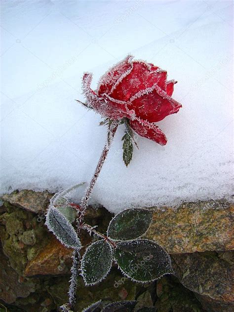 Rose In The Snow Stock Photo By ©marinka 2812317