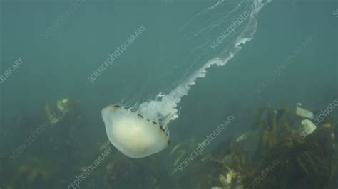 Compass Jellyfish Stock Video Clip K0073330 Science Photo Library
