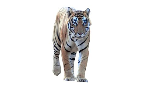 Tiger Walking Frontal Png Image Purepng Free Transparent Cc0 Png