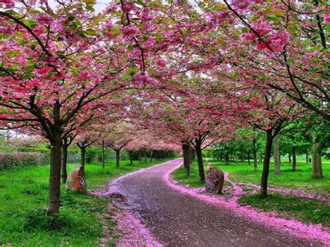 Kumpulan bunga di dalam bunga dengan warna merah yang merona menambah kesan indah pada taman bunga yang kamu miliki. Gambar Bunga Sakura di Puncak Musim Semi | Bunga sakura ...