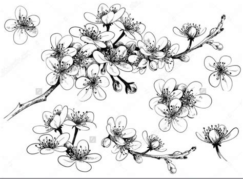 Bunga sakura dalam bahasa inggris sering disebut sebagai cherry blossoms. 39+ Gambar Sketsa Bunga Indah, Sakura, Mawar, Melati ...
