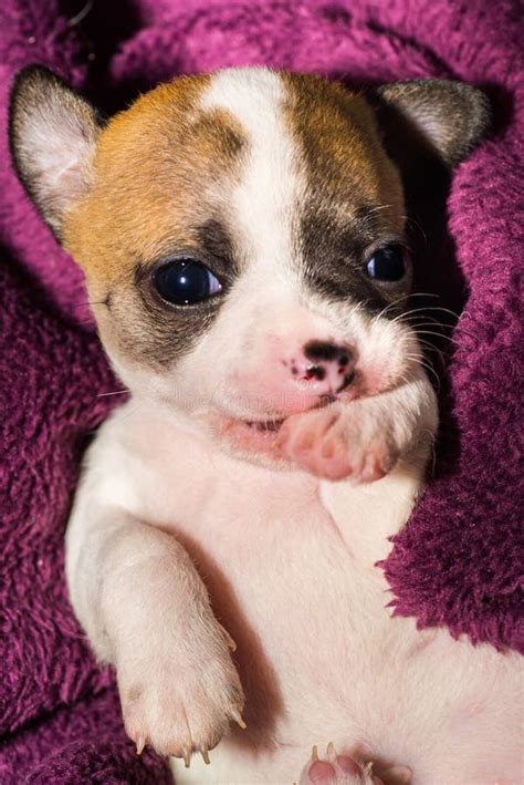 Incredibly Cute Chihuahua Puppy Lying And Sucking On His Paw Stock