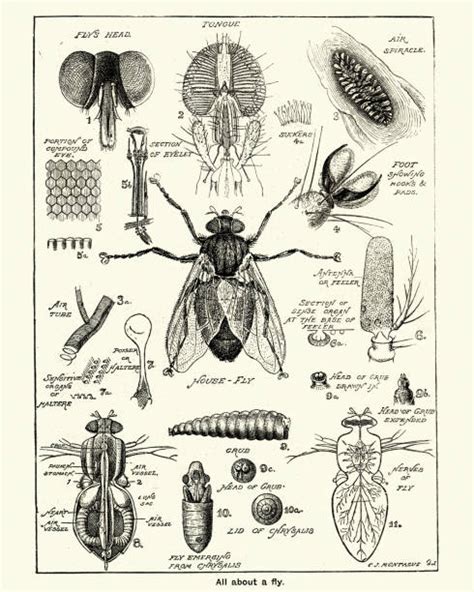 Vintage Insects Stock Photos Pictures And Royalty Free Images Istock