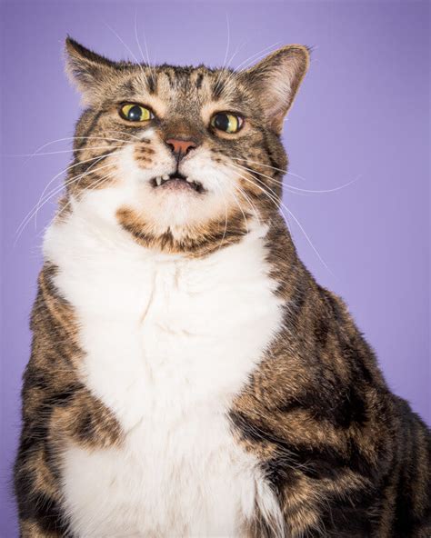 Photographer Takes Delightful Fat Cat Pictures To Show Chubby Cats Are Adorable