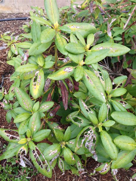 We did not find results for: Need help with a rhododendron problem - Ask an Expert