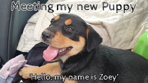 Meeting My New Puppy Youtube