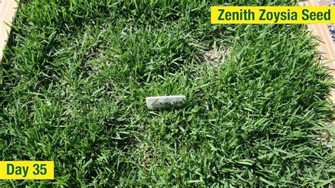 Zenith Zoysia Grass