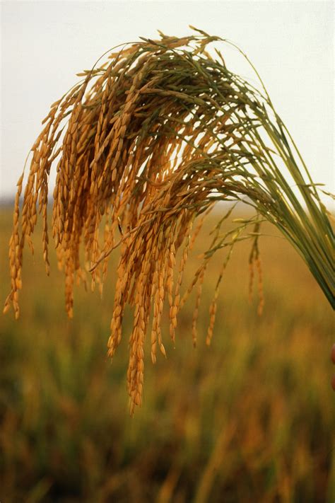 Fichierus Long Grain Rice — Wikipédia