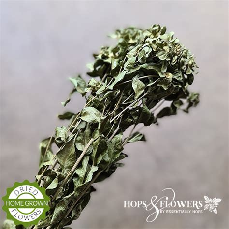 carthamus green natural dried flowers essentially hops