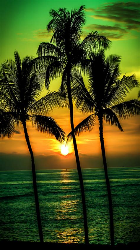 Gaya Terbaru Palm Trees Sunsetbeach Beautiful Foto Pemandangan My Xxx