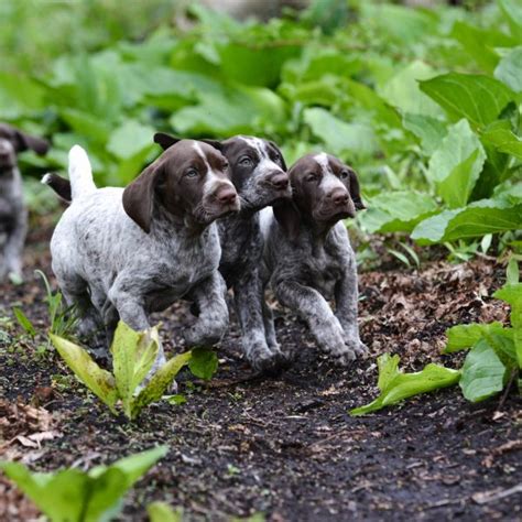 6 Fun Facts About German Shorthaired Pointers Greenfield Puppies