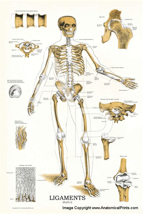 Ligaments And Joints Anatomy Chart 24 X 36