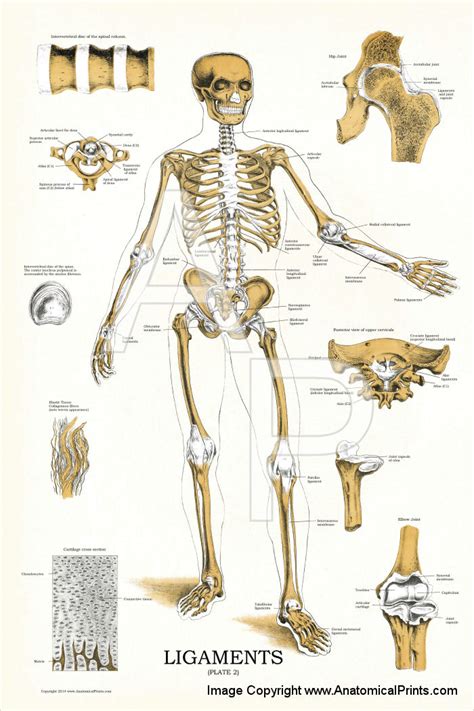 Check spelling or type a new query. Ligaments and Joints Anatomy Chart 24 X 36