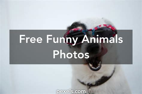 1000 Great Funny Animals Photos · Pexels · Free Stock Photos