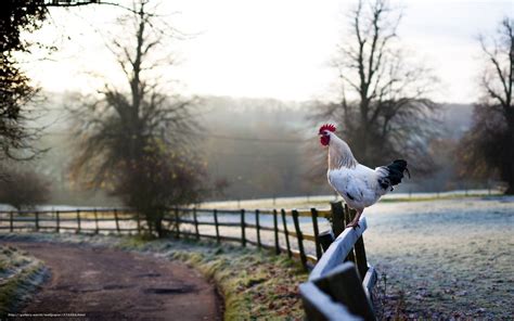 🔥 Free Download Download Wallpaper Cock Fence Morning Road Free Desktop