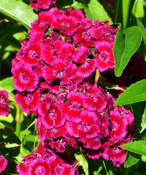 Sweet William / Dianthus barbatus / Edible Flowers | Ornamental plants, Dianthus barbatus ...