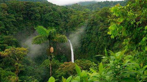 Foresta Pluviale Tropicale Caratteristiche Struttura Ubicazione
