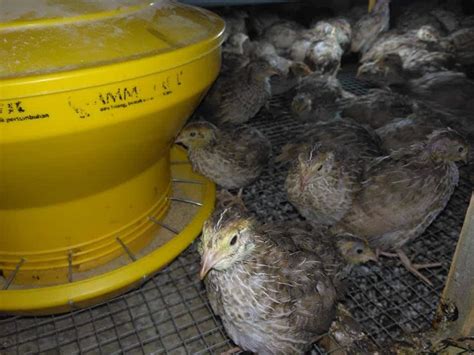 Dari jenis burung puyuh yang ada, burung puyuh petelur menjadi incaran banyak peternak, karena harga telurnya yang cenderung tinggi, tetapi cara buatlah kandang beratap dengan satu pintu menyerupai rumah tanpa sekat. Panduan Lengkap Cara Ternak Puyuh Petelur Dengan SOC GDM