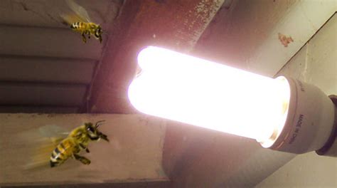 Are Bees Attracted To Light Bee Best Bee Removal