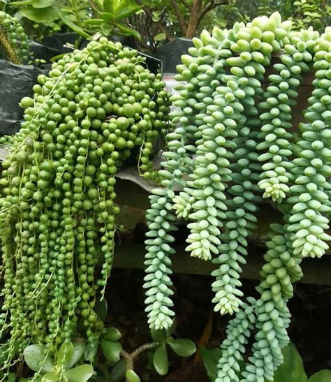 20 Cacti And Succulents That Hang Or Trail With Pictures Flowersandflowerthings Succulent