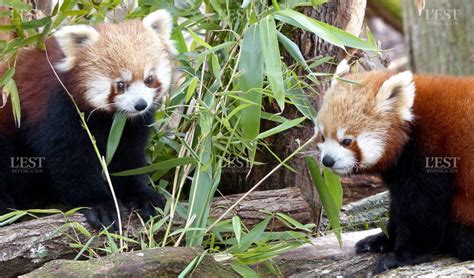 Insolite Les Pandas Roux Trop Choux Du Parc Animalier De Sainte Croix