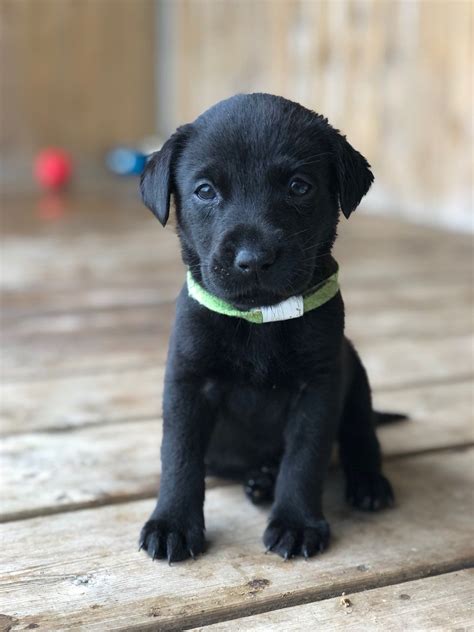 Their loyalty and friendly disposition are very appealing, especially to families. **SOLD** KC black lab puppies | Chester, Cheshire | Pets4Homes