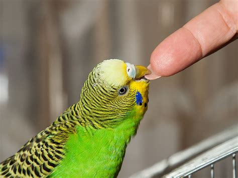 Taming Budgie Tips Taming A Budgie Budgies Guide Omlet Uk